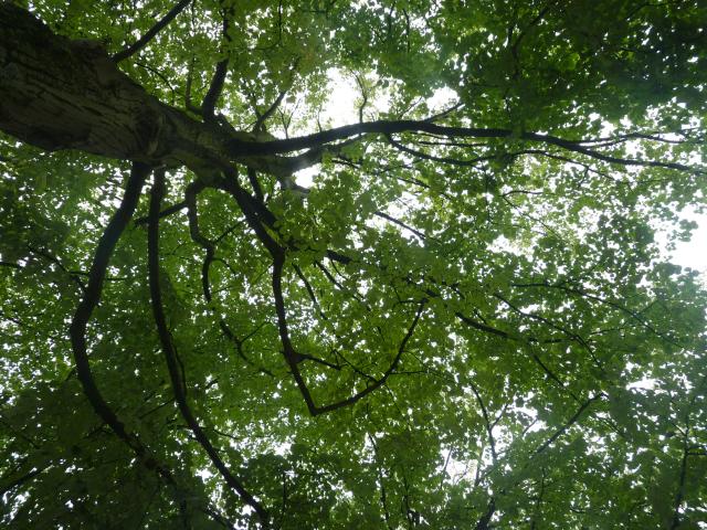 P1000670.JPG